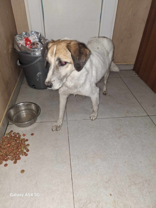 მეტისი ვარკეთილის მეტრო