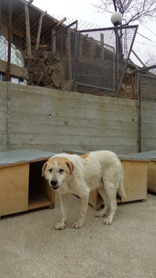 ქართული ქოფაკი უსახელო