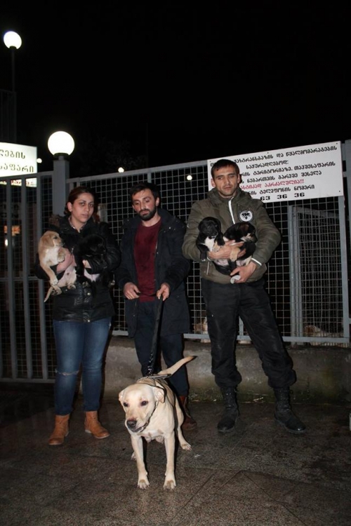 ლაბრადორი მირა