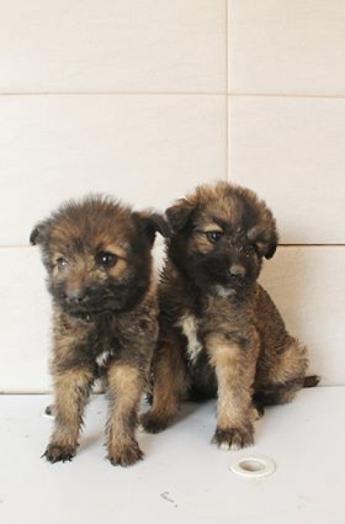 მეტისი უსახელო