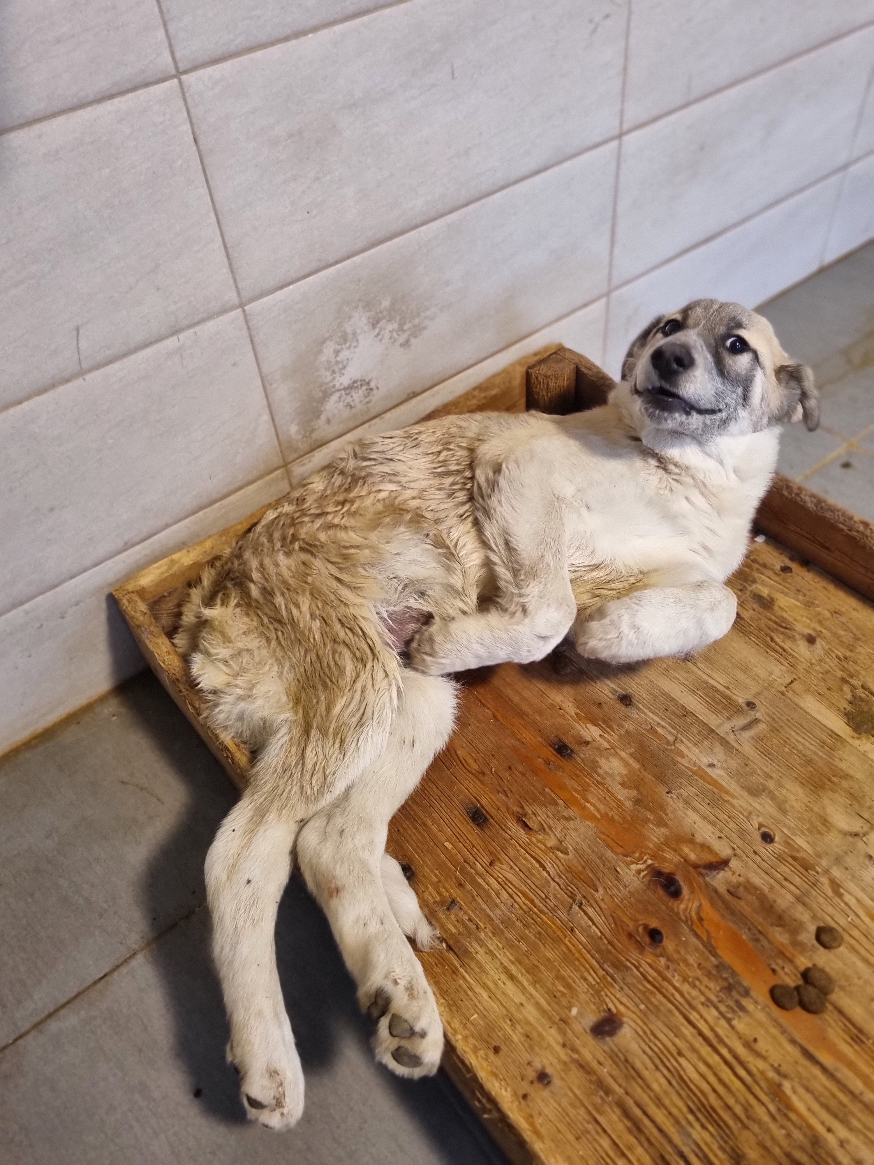 მეტისი. მცხეთა