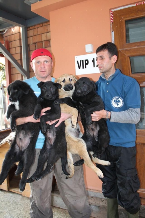 მეტისის ლეკვები უსახელო