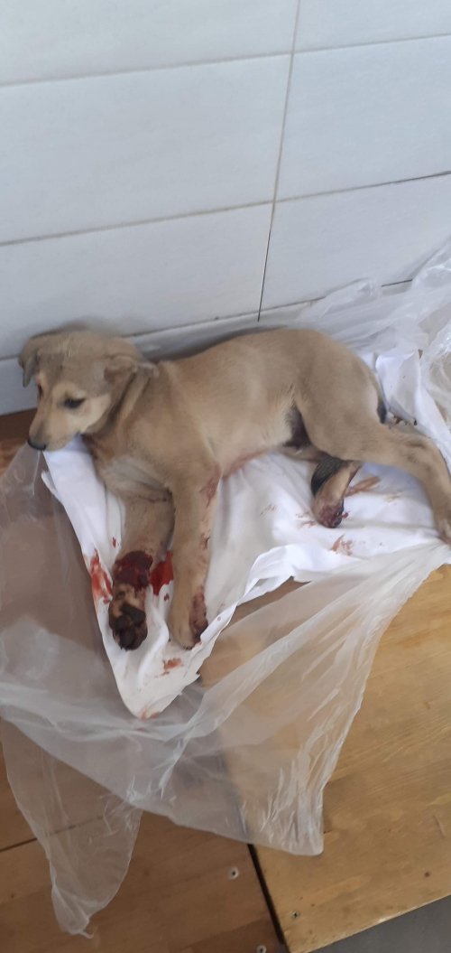 მეტისი უსახელო