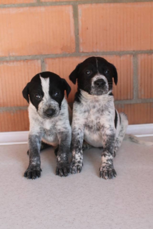 კურცხაალის მეტისი უსახელო