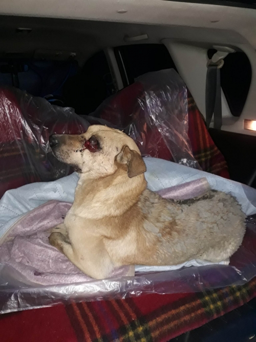 მეტისი მარტყოფი