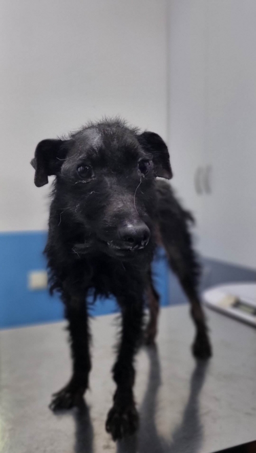 მეტისი ნაპოვნია თავშესაფართან