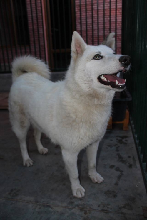 ლაიკა უსახელო