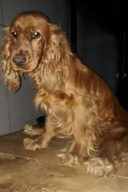 კოკერსპანიელი უსახელო