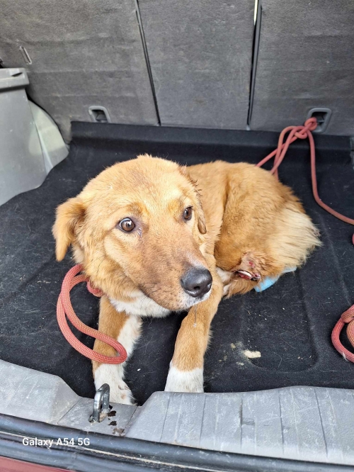 მეტისი გუდაური