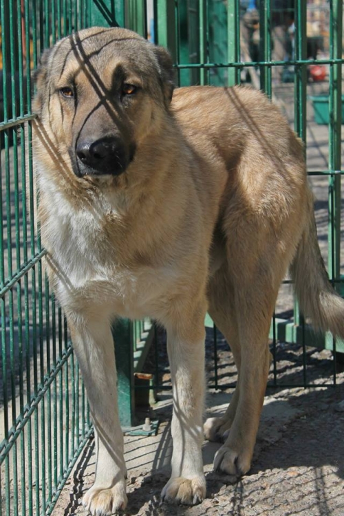 მეტისი ბობო