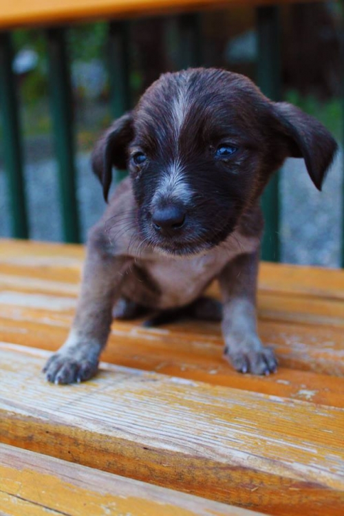 მეტისი უსახელო