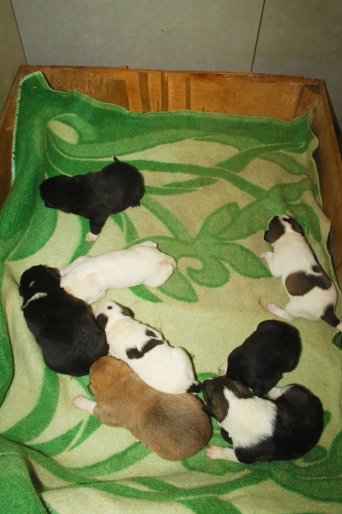 მეტისი უსახელო