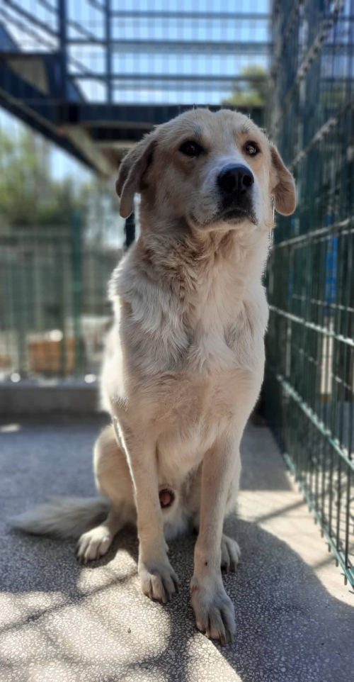 მეტისი დატოვეს გიორგის მანქანაში