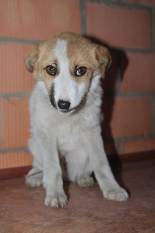 მეტისი უსახელო