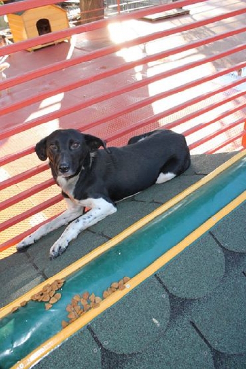 მეტისი უსახელო