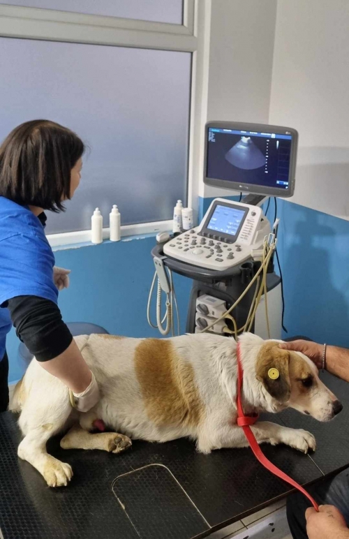 მეტისი მოიყვანა თამთა შარაფიძე