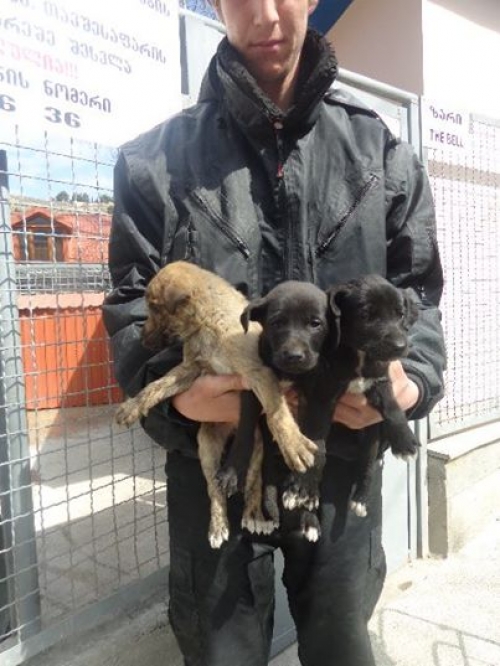 მეტისის ლეკვები უსახელოები