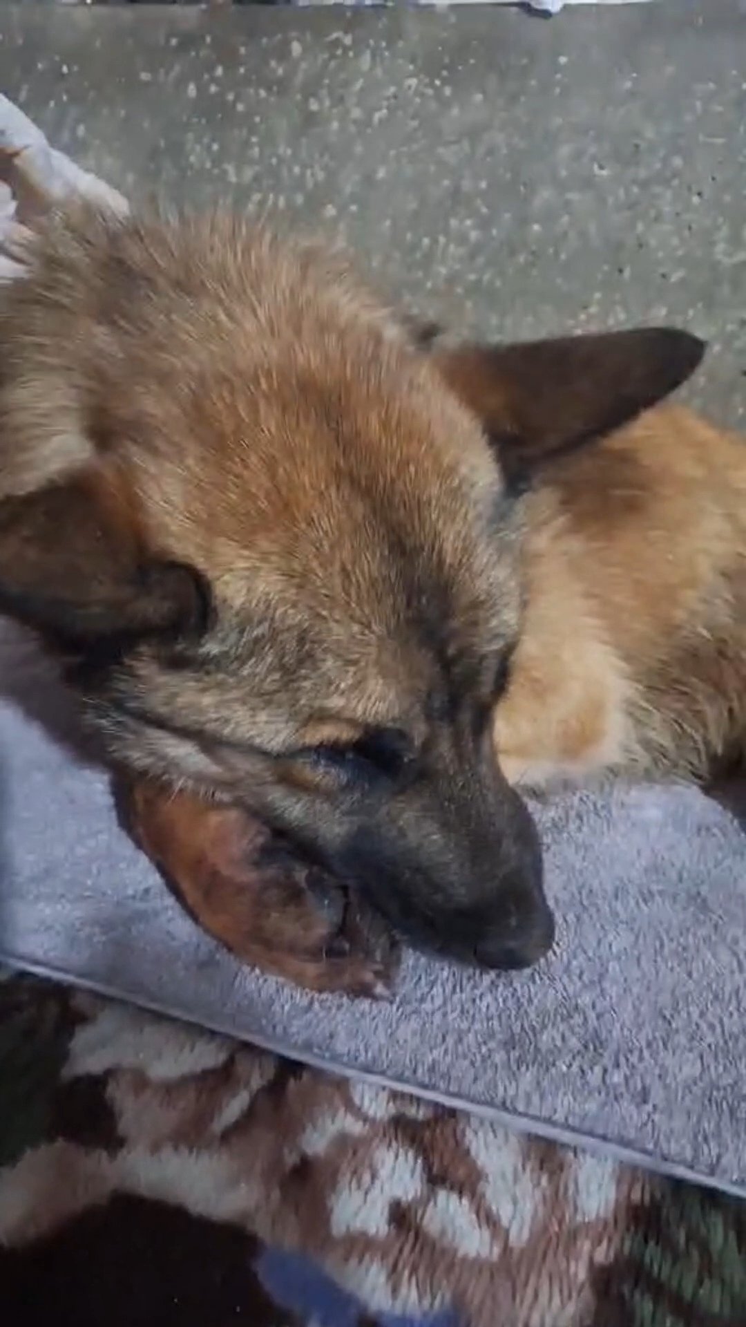 გერმანული ნაგაზის მეტისი. გორი