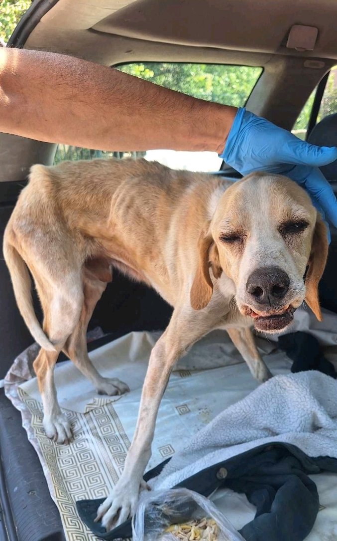 მეტისი. ხადავიკი