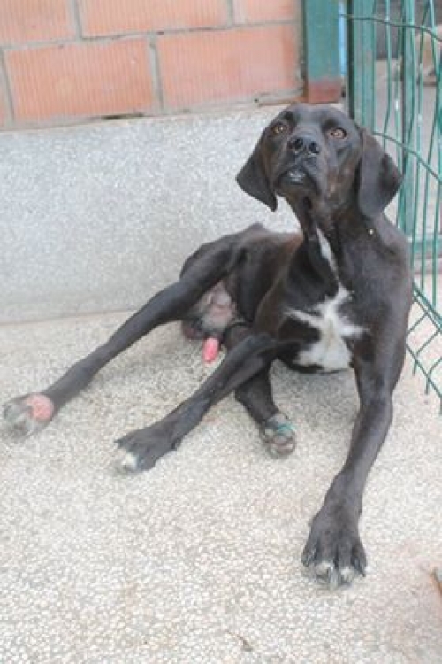 მეტისი უსახელო