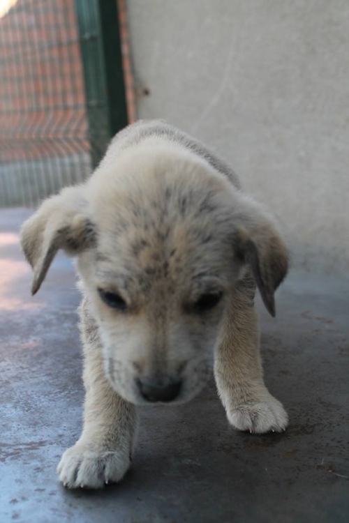 მეტისი უსახელო