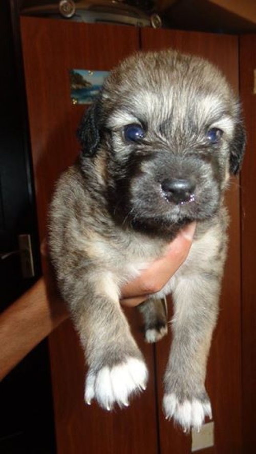 მეტისი უსახელო