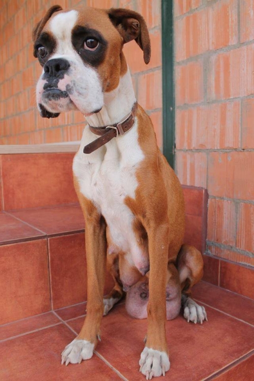 ბოქსიორი უსახელო