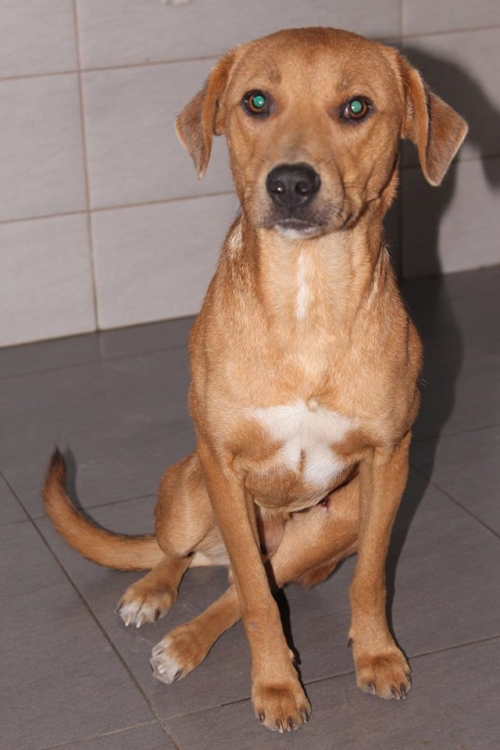 მეტისი რიუა