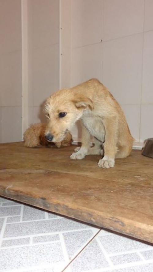 მეტისი უსახელო