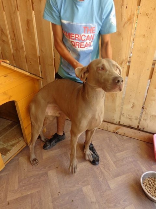 ვეიმარანერი უსახელო