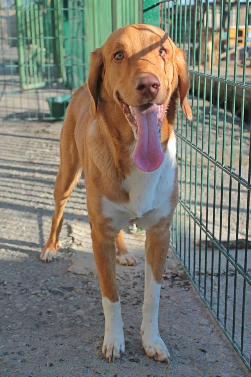 უნგრული ვიჟლას მეტისი ფაშა