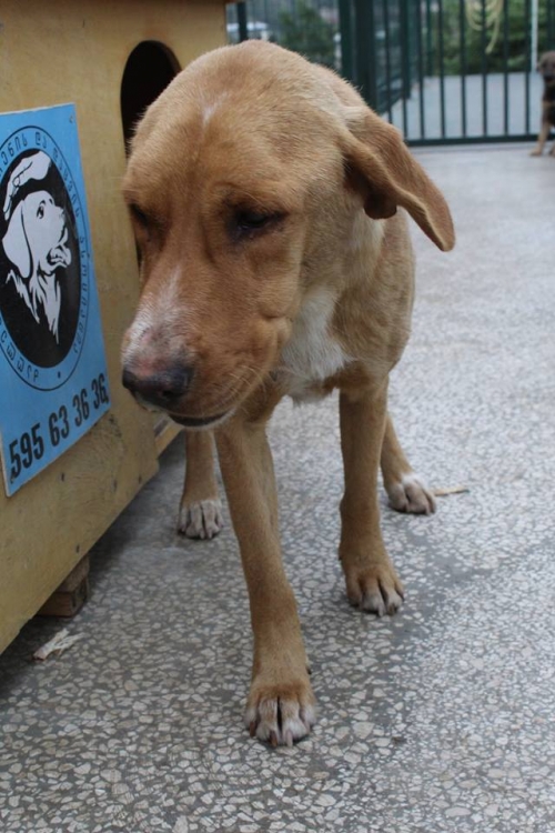 სპანიელის მეტისი უსახელო