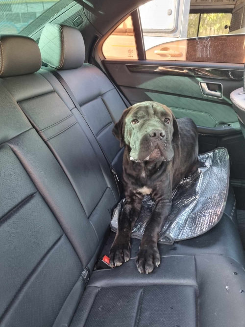 კანე კორსო დარიკო გოგებაშვილის თხოვნით გადმოიყვანეს