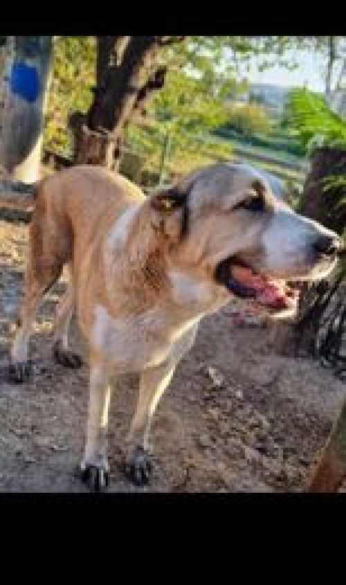 ქართული ნაგაზი გადმოყვანილია მუნიციპალური თავშესაფრიდან