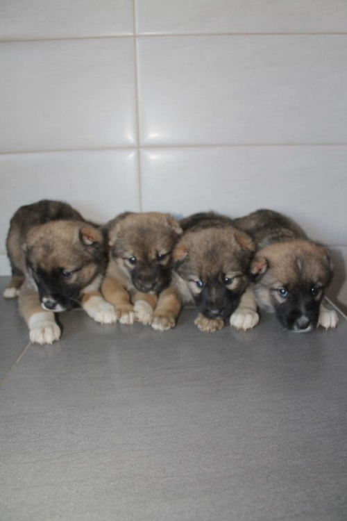 კავკასიური ნაგაზის მეტისი უსახელო