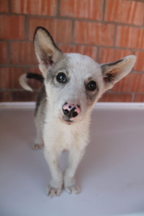 მეტისი უსახელო