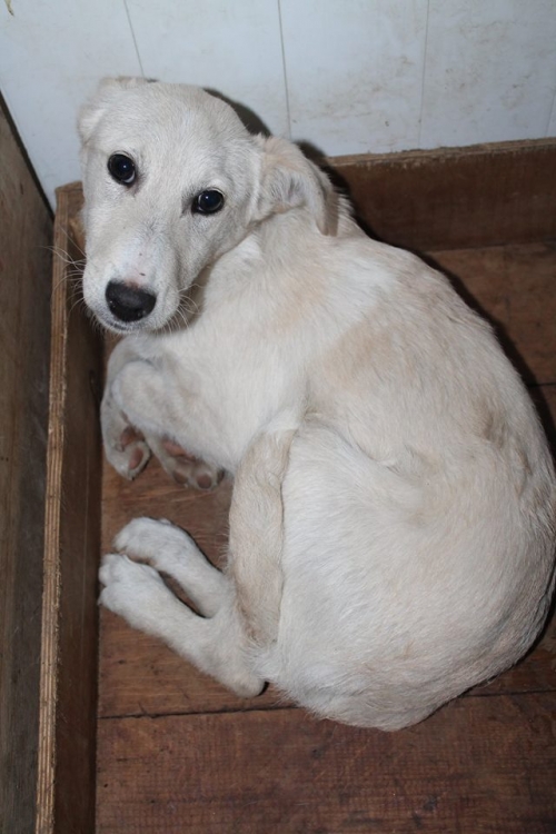 მეტისი მაილო