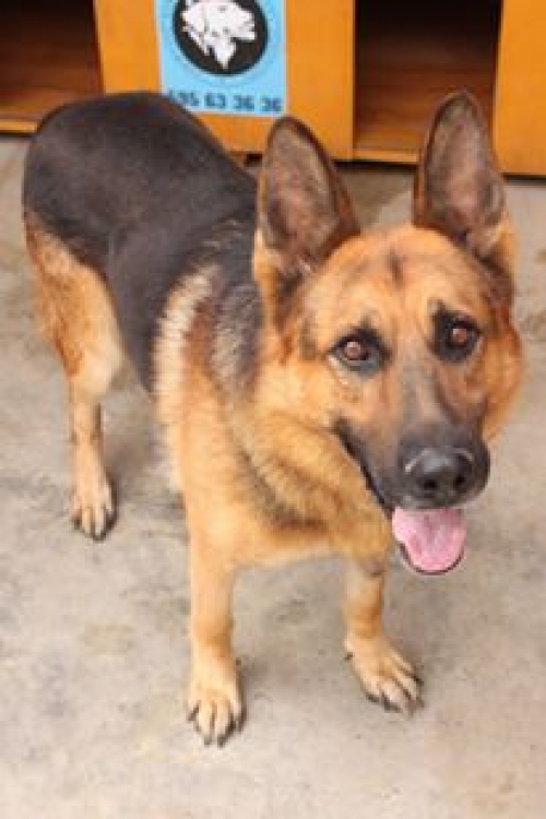 გერმანული ნაგაზი ბარსა