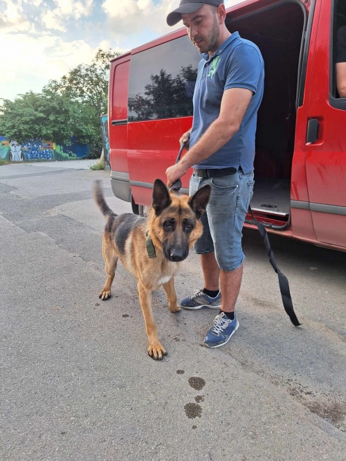 გერმანული ნაგაზი რექსი