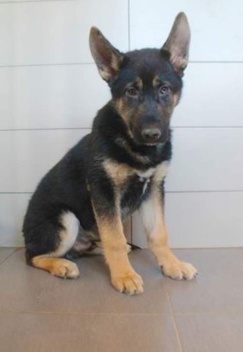 გერმანული ნაგაზი ჩარლი