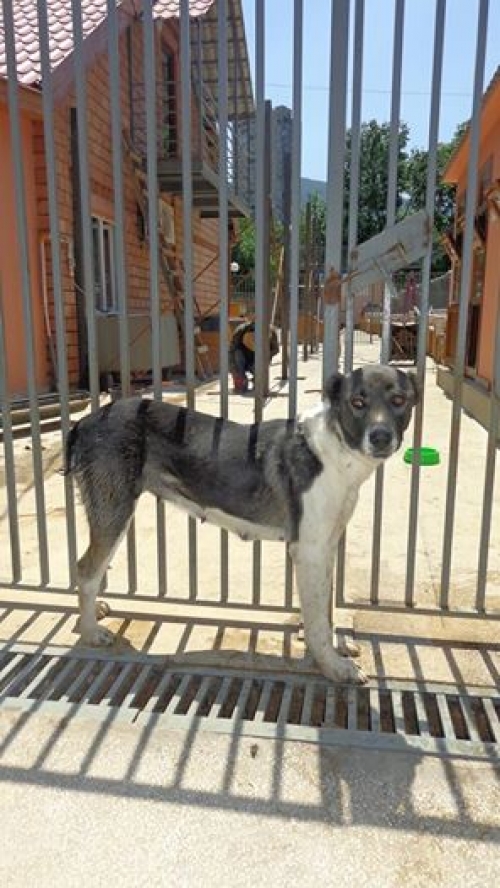 ქართული ქოფაკი მიმი