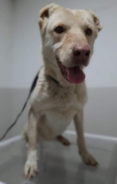 ქართული ქოფაკი გლდანი 1 მკ.რ