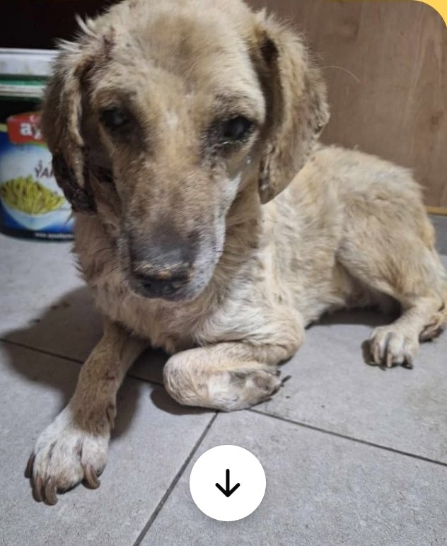 მეტისი. თეთრიწყარო