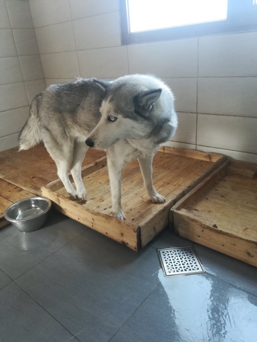 ლაიკა ისანი ლობჟანიძე ს ქჩ. 16