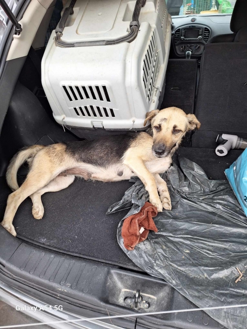 მეტისი მცხეთა