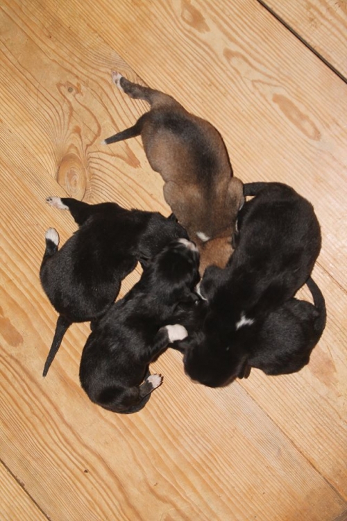 მეტისის ლეკვები უსახელო