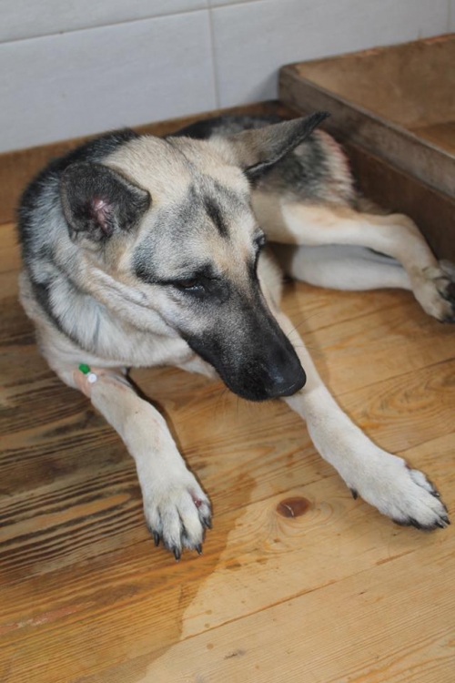 აღმოსავლეთ ევროპული ნაგაზი რეი