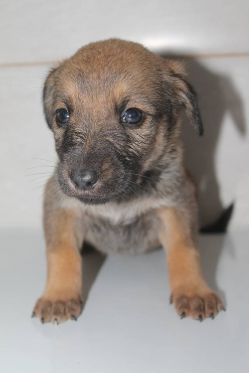 მეტისი უსახელო