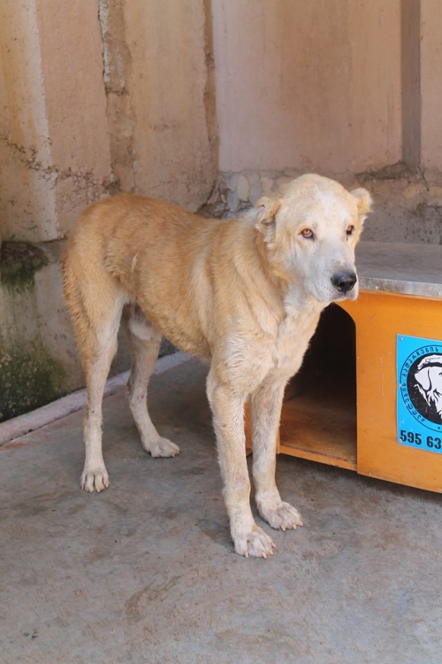 ქართული ნაგაზი უსახელო