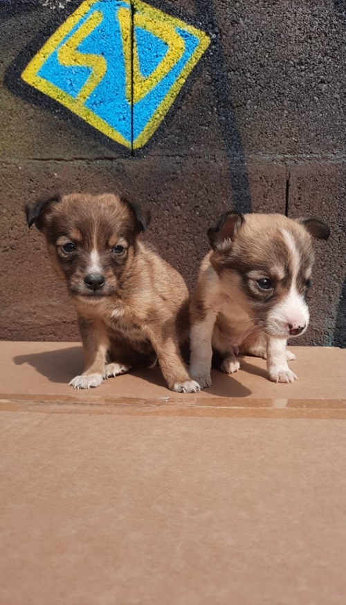 მეტისი ქაიროს ქუჩა